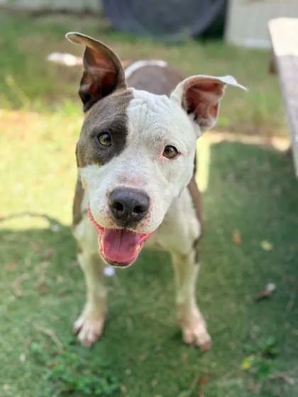 An adult medium-sized male Bicolor American Staffordshire Terrier dog named Honcho for adoption in Inverness, FL