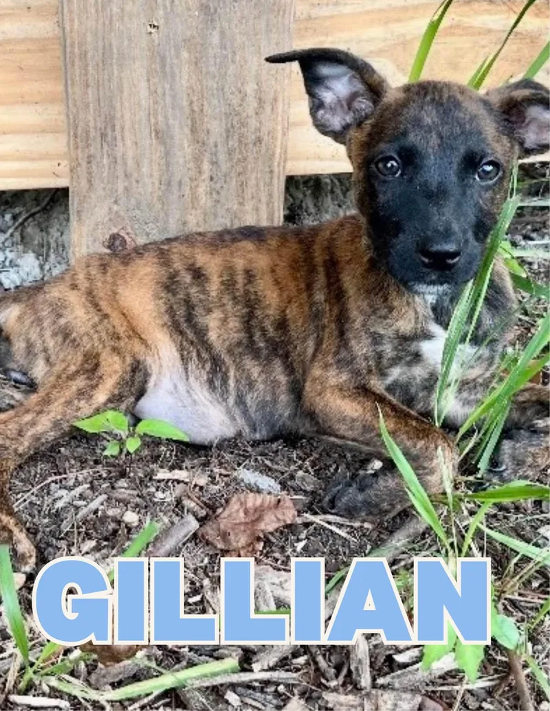 A baby large-sized male German Shepherd Dog dog named Gillian for adoption in Shalimar, FL