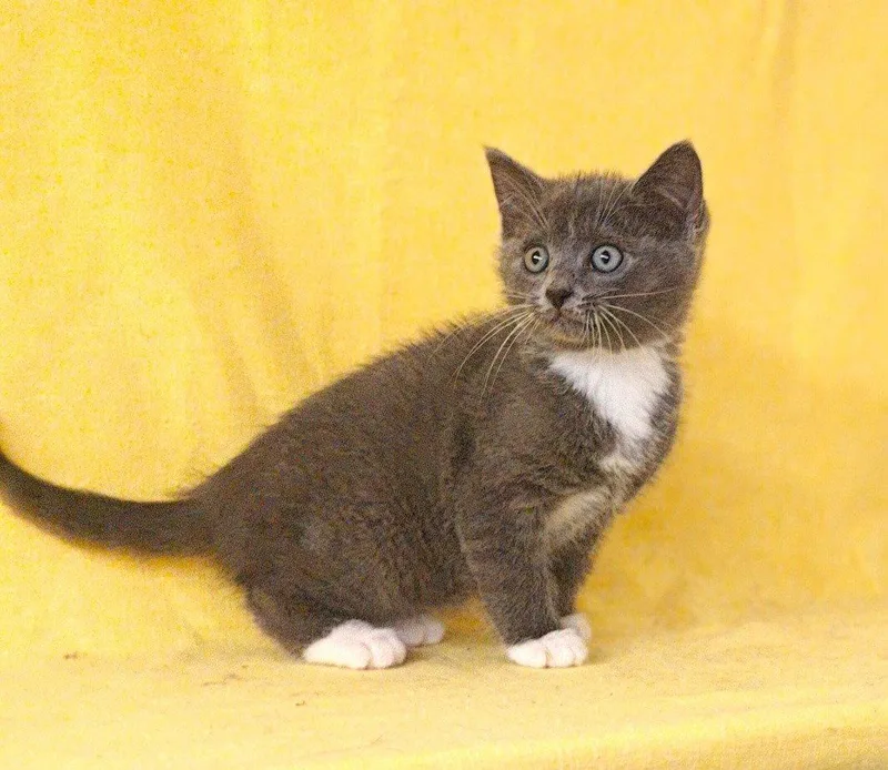 A baby medium-sized male Gray & White Domestic Medium Hair cat named Fraggle for adoption in Talladega, AL