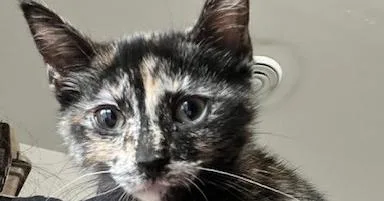 A baby small-sized female Domestic Short Hair cat named Bluebonnet for adoption in Anoka, MN