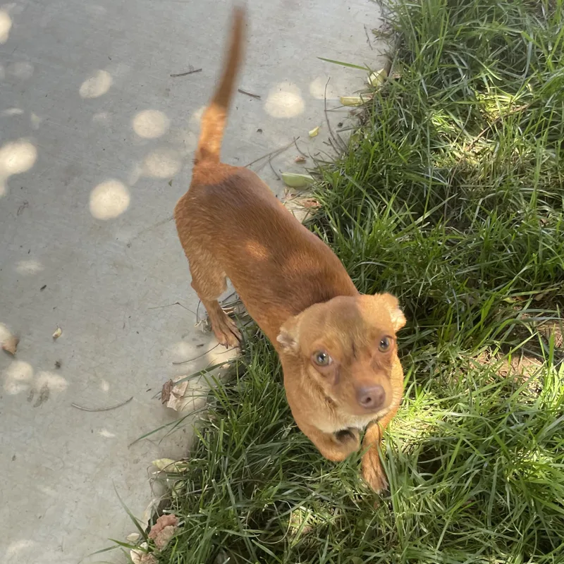 An adult small-sized male Red / Chestnut / Orange Chihuahua dog named Chappie for adoption in Seal Beach, CA