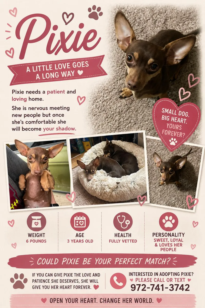 A young small-sized female Bicolor Chihuahua dog named Pixie for adoption in San Antonio, TX