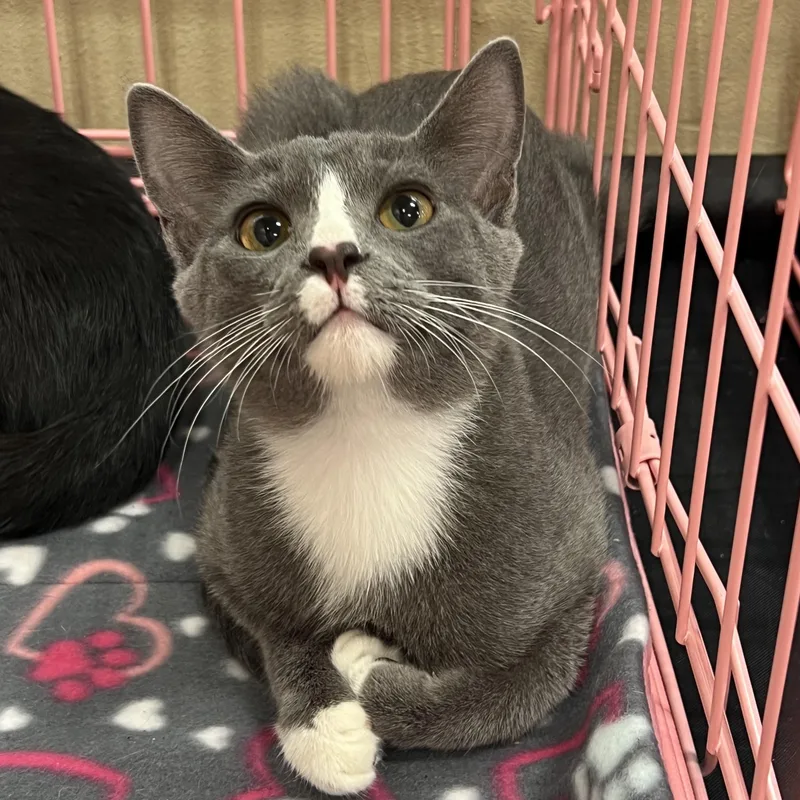 Sweet Boy U thumbnail 3