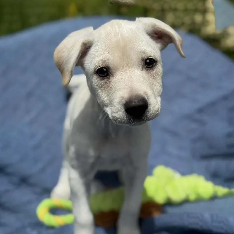 A baby medium-sized female Spaniel dog named Cheers Pup  Carla for adoption in San Diego, CA
