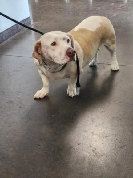 An adult medium-sized female Basset Hound dog named Misty for adoption in Chatsworth, CA