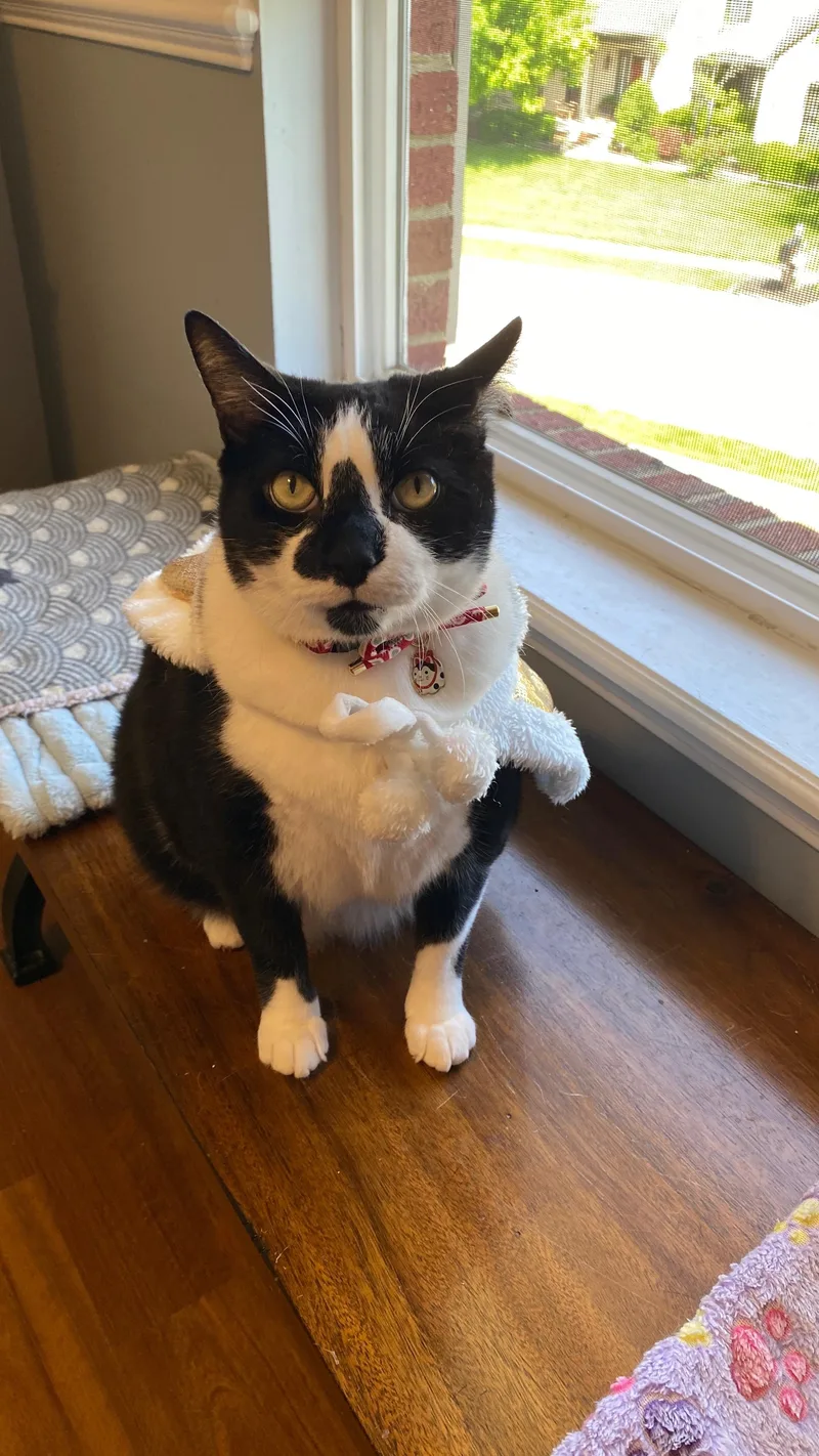 An adult extra large-sized male Domestic Short Hair cat named Meatball for adoption in West Lafayette, IN