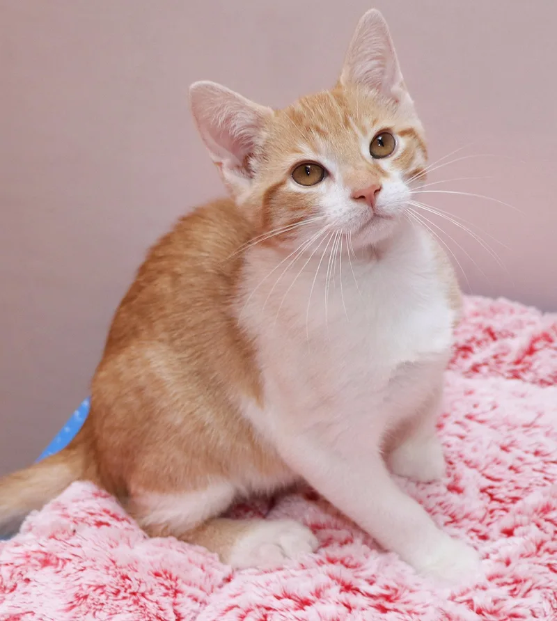 A baby medium-sized male Orange & White Domestic Short Hair cat named Nectarine for adoption in Cincinnati, OH
