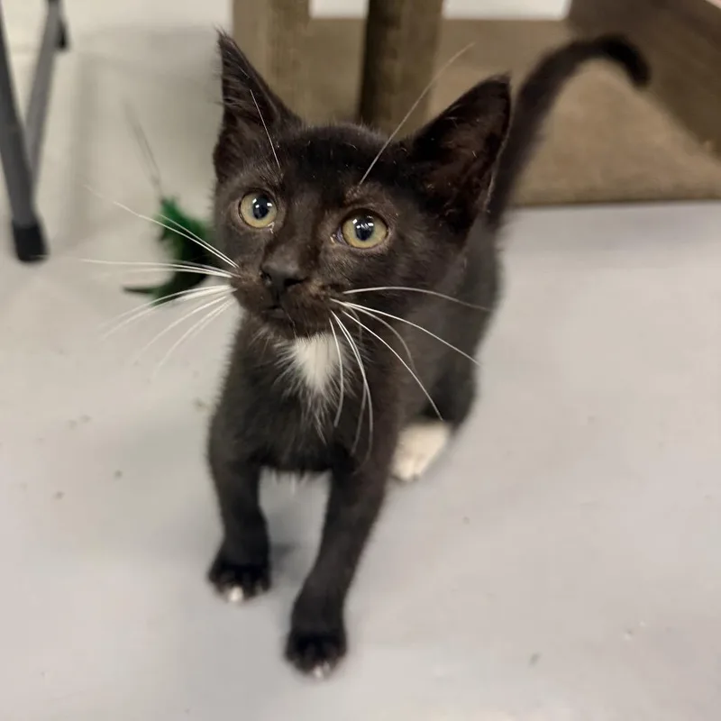 A baby small-sized male Black Domestic Short Hair cat named Flapjack for adoption in Houston, TX