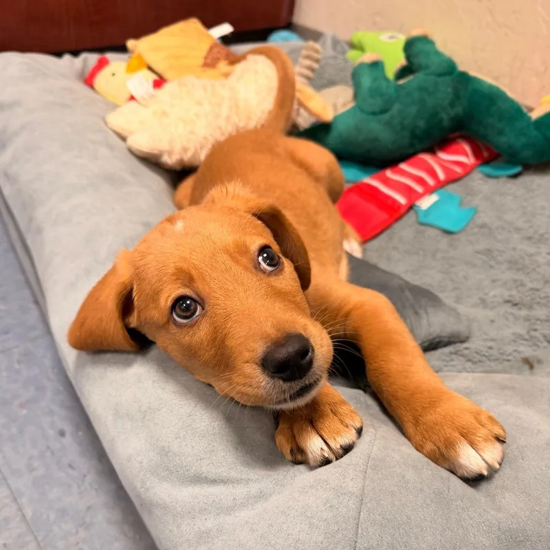 A baby small-sized male Brown / Chocolate Mixed Breed dog named Grover for adoption in Gainesville, FL