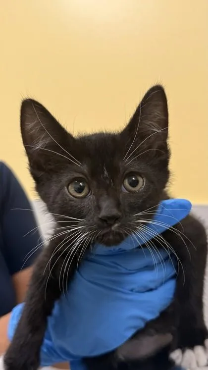 A baby small-sized male Domestic Short Hair cat named Waltuh for adoption in Honolulu, HI