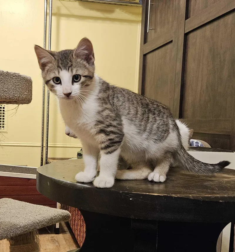 A baby small-sized male Tabby (Buff / Tan / Fawn) Domestic Short Hair cat named Jujube for adoption in Long Island City, NY