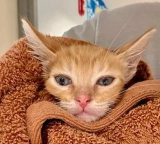 A baby medium-sized male Tabby (Orange / Red) Domestic Short Hair cat named Riley for adoption in Winter Haven, FL
