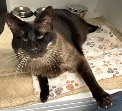 An adult small-sized male Siamese cat named Finnegan for adoption in Roseville, CA
