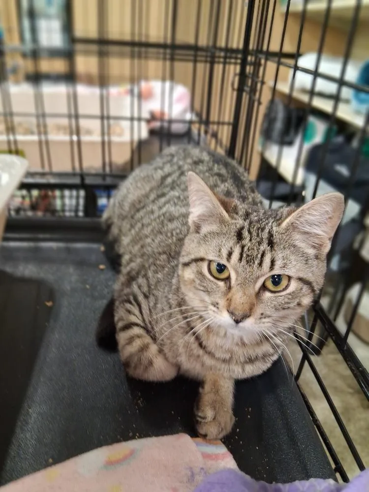 A baby small-sized female Brown / Chocolate Tabby cat named Lindy for adoption in Deltona, FL