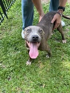 A young medium-sized female Mixed Breed dog named EsserDee for adoption in Covington, LA