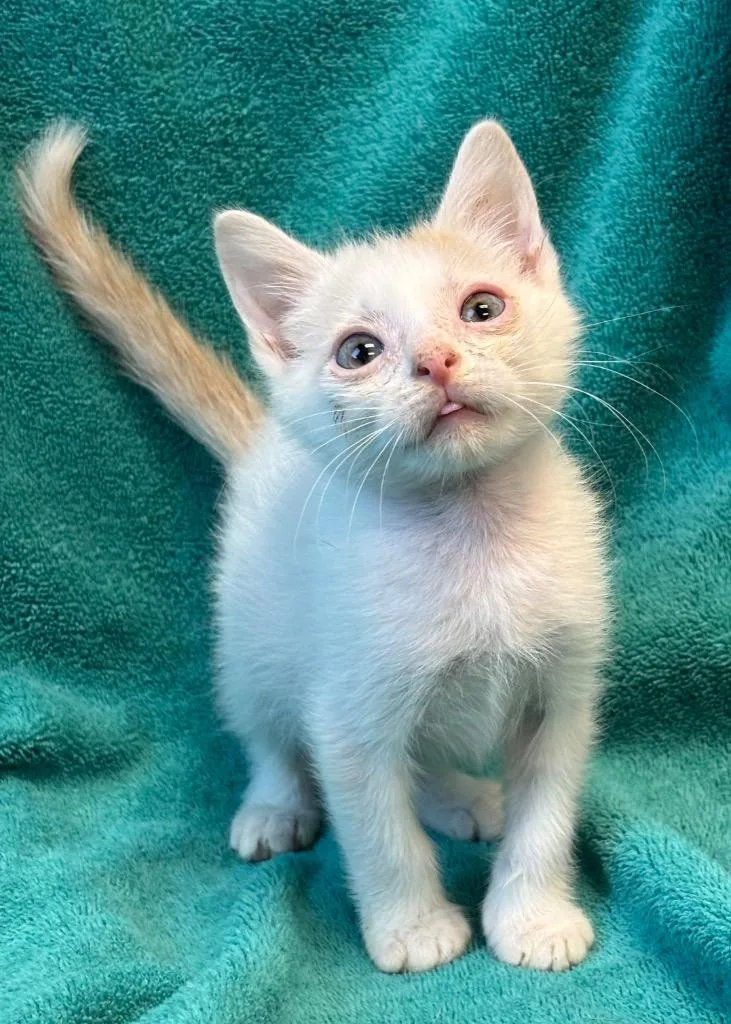 A baby medium-sized male Domestic Short Hair cat named Sheets for adoption in Little Rock, AR