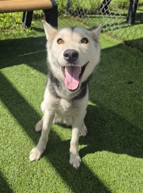 A young medium-sized female Mixed Breed dog named Katniss for adoption in Columbia, SC