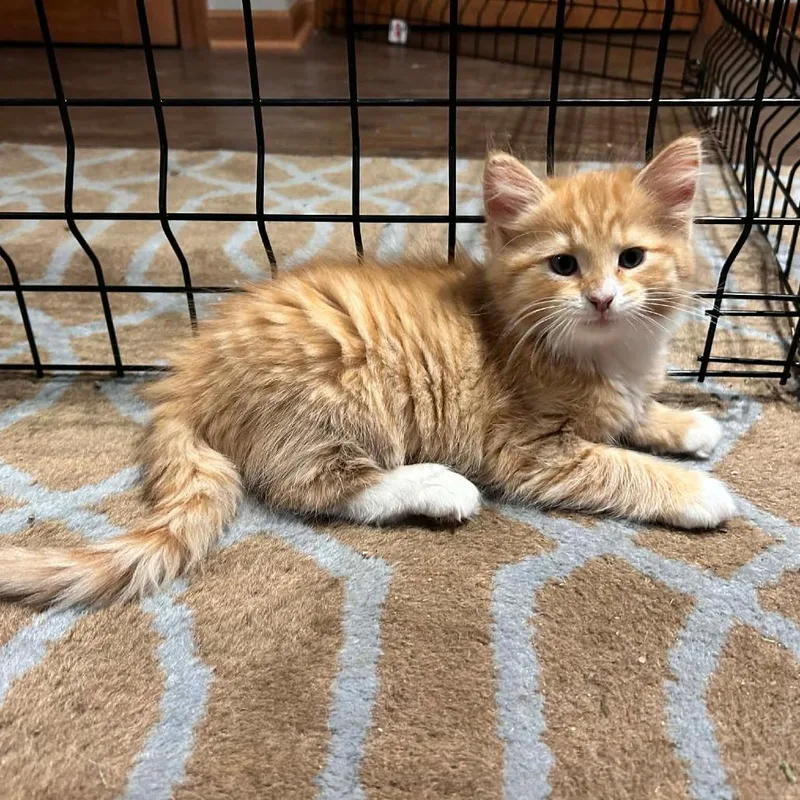 A baby small-sized male Orange / Red Domestic Medium Hair cat named Pumpkin for adoption in DeKalb, IL