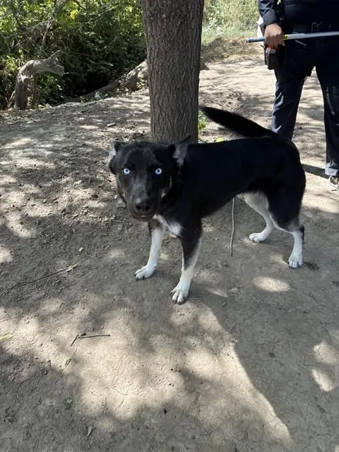 A young large-sized male Siberian Husky dog named Bender for adoption in Stockton, CA