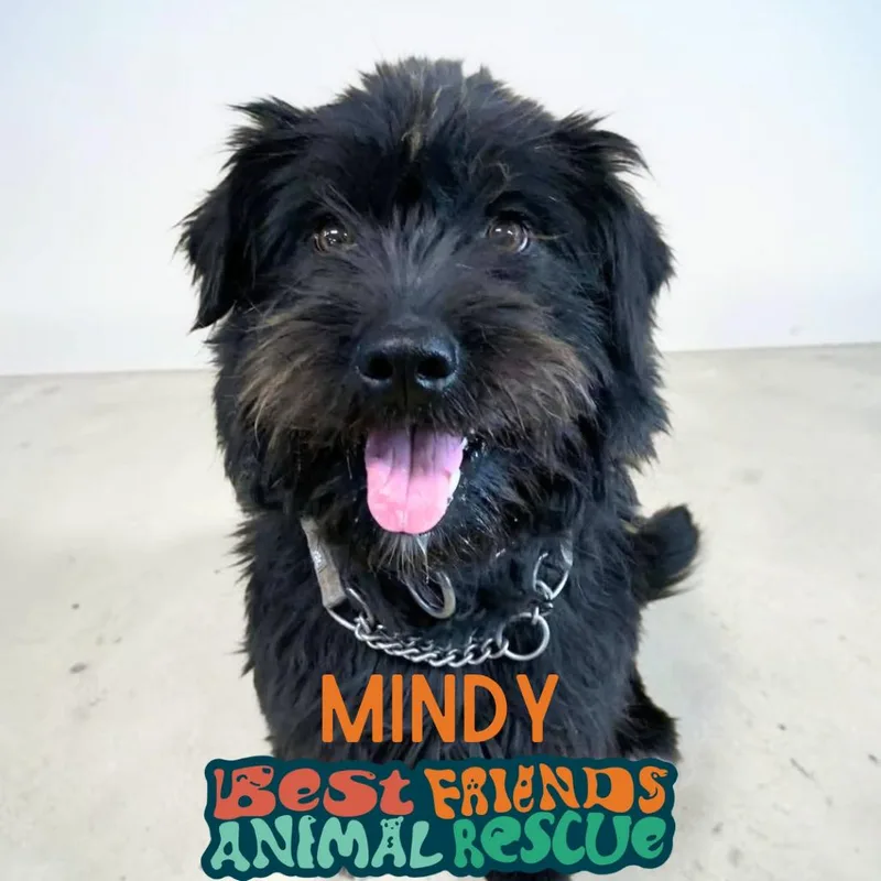 Mindy thumbnail 2