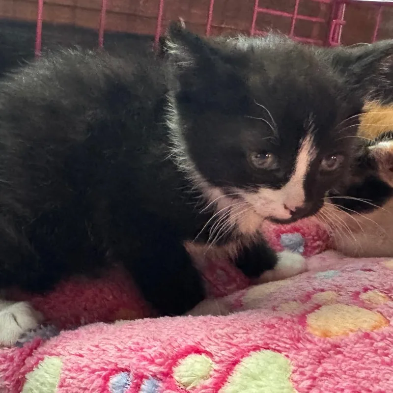 A baby small-sized female Black Domestic Short Hair cat named Faith Wkh for adoption in Independence, MO