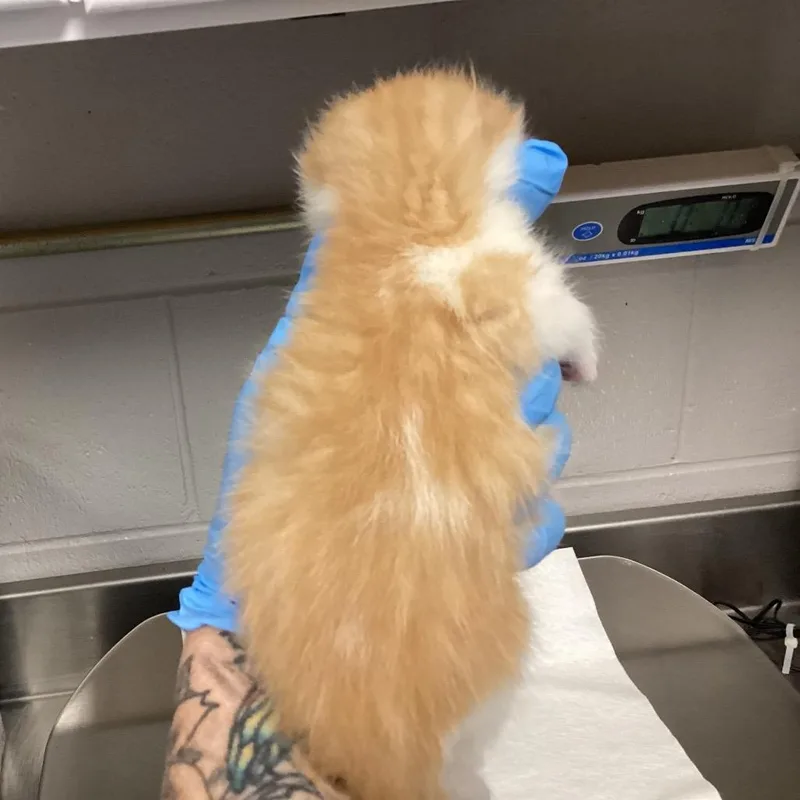 A baby small-sized male Orange / Red Domestic Medium Hair cat named Larry for adoption in Greenville, SC