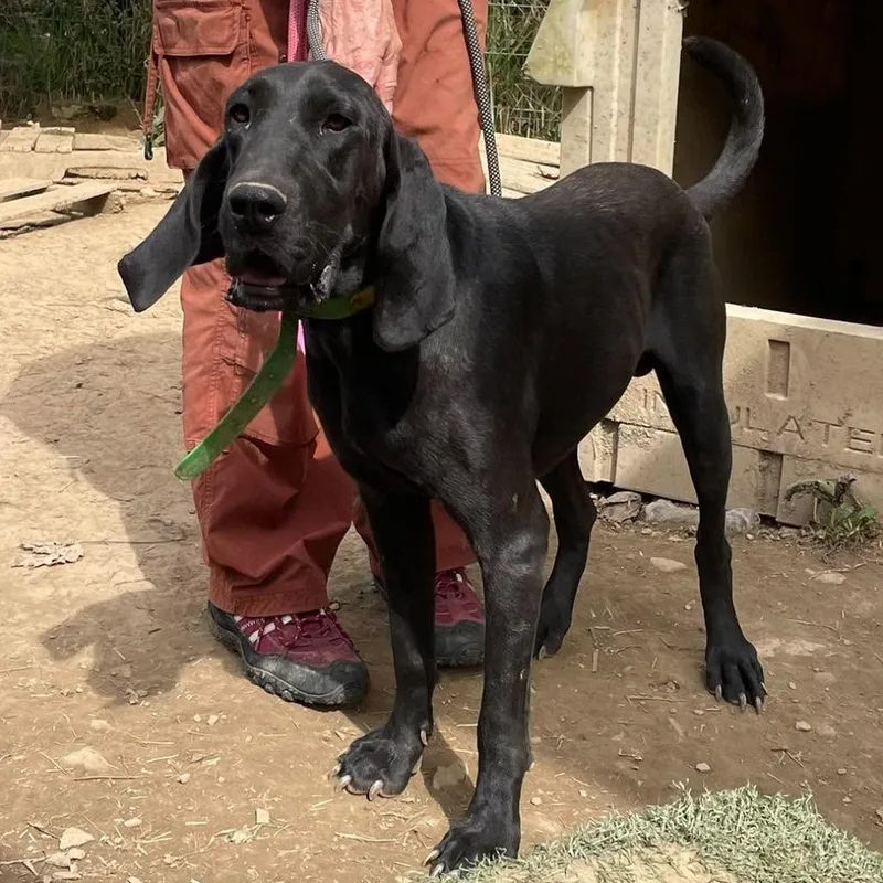 An adult large-sized male Plott Hound dog named Coal for adoption in Frederick, MD