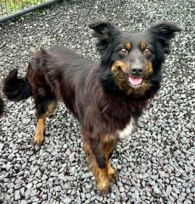 An adult medium-sized female Tricolor (Brown, Black, & White) Australian Shepherd dog named Fendi for adoption in Mocksville, NC
