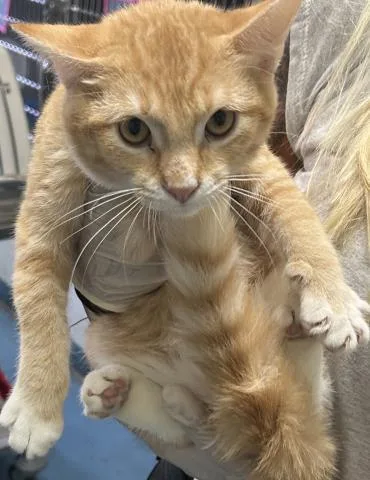 A baby medium-sized male Domestic Short Hair cat named Mufasa for adoption in Pensacola, FL