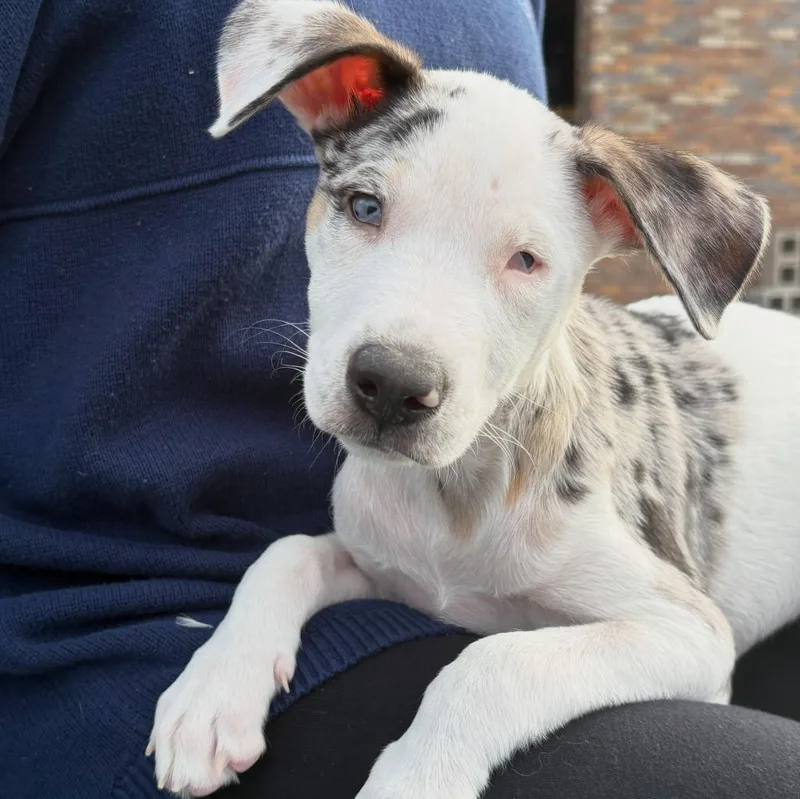 A baby medium-sized female Mixed Breed dog named Libbie Rae for adoption in sun prairie, WI