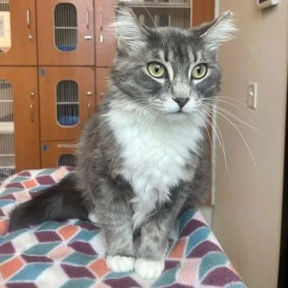 An adult medium-sized female Domestic Medium Hair cat named Mia for adoption in Rochester, MN