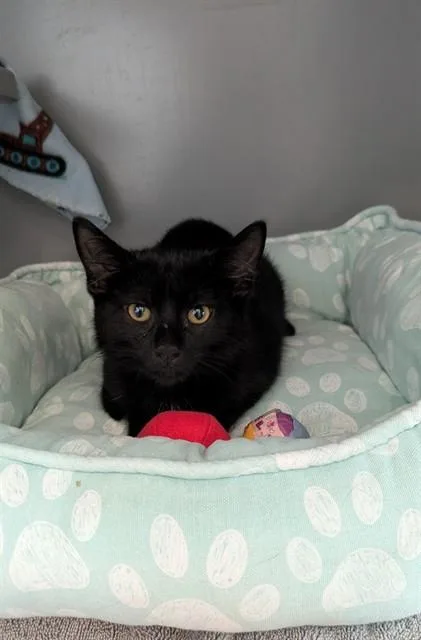 A baby medium-sized female Domestic Short Hair cat named Ladybug for adoption in Leesburg, VA