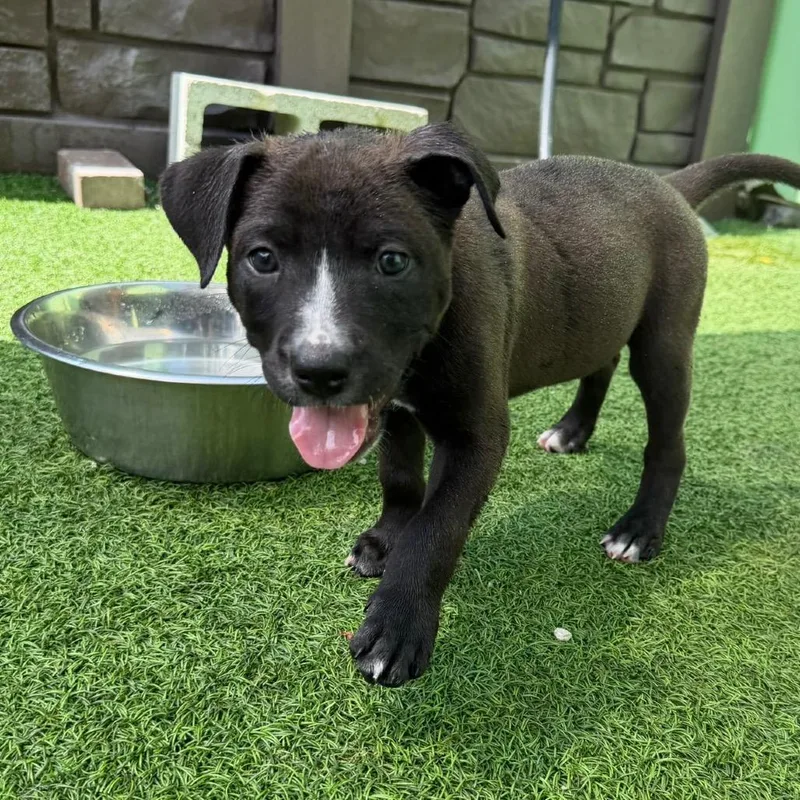 A baby small-sized male White / Cream Mixed Breed dog named Dax for adoption in LOXAHATCHEE, FL
