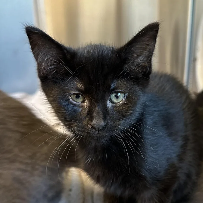 A baby small-sized female Black Domestic Short Hair cat named Maggie for adoption in Washington Township, OH