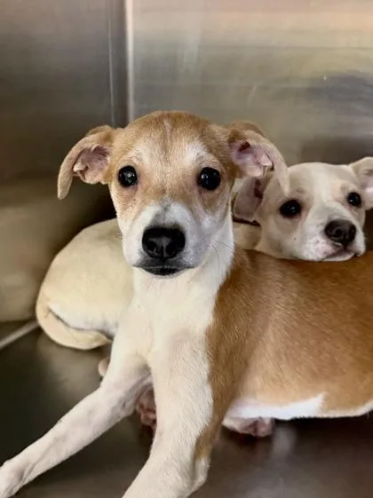 A baby small-sized female Terrier dog named Piper for adoption in New Orleans, LA