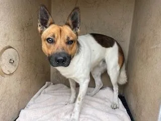 A young small-sized female Australian Cattle Dog / Blue Heeler dog named Buttercup for adoption in Salinas, CA