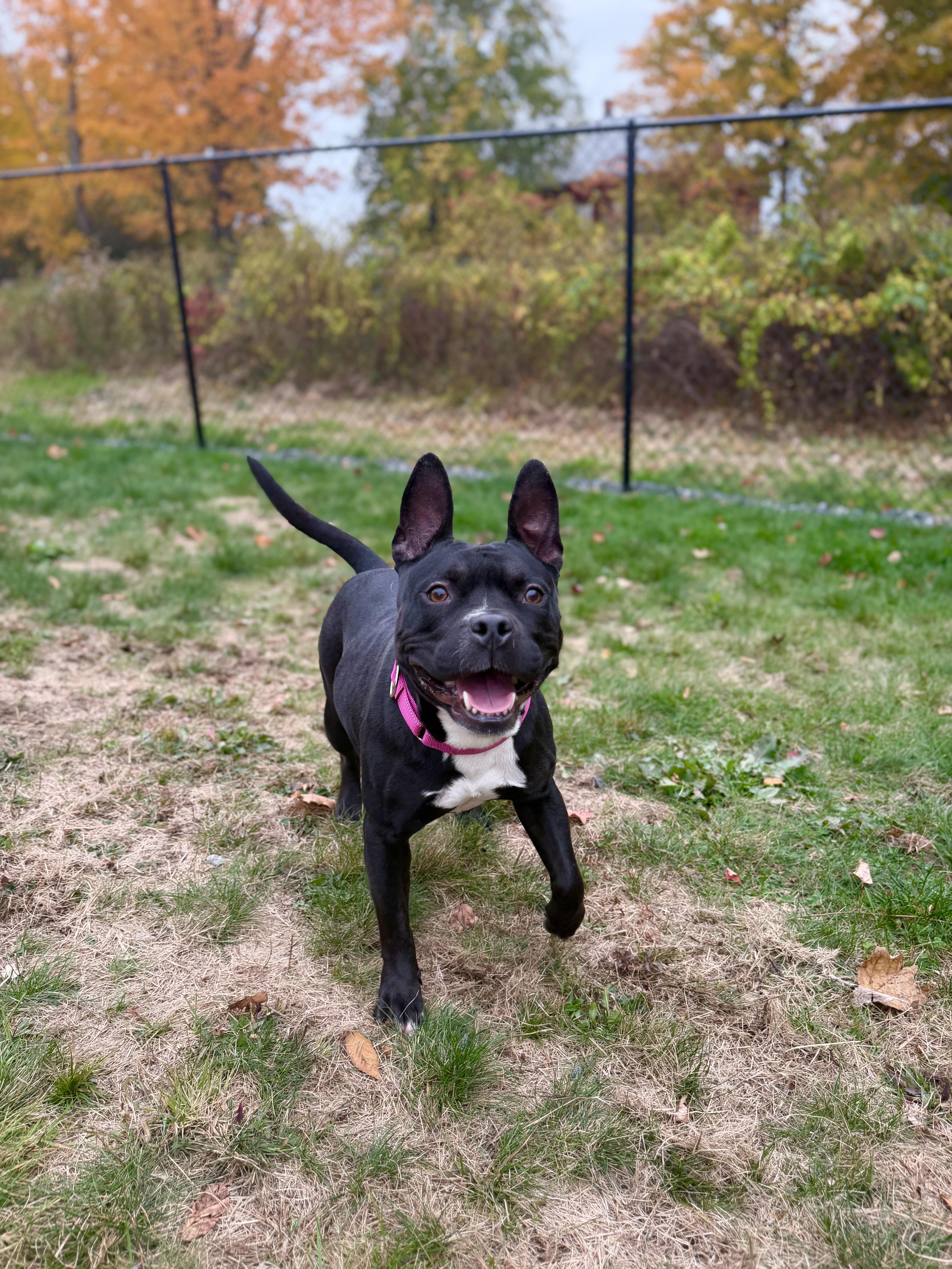 An adult small-sized female American Staffordshire Terrier dog named Roxy for adoption in Kennebunk , ME
