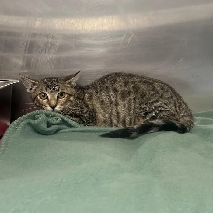 A baby small-sized female Brown / Chocolate Domestic Short Hair cat named 26-1177 for adoption in Los Banos, CA