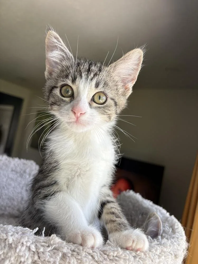 A baby small-sized female Domestic Short Hair cat named Chickpea for adoption in Mishawaka, IN