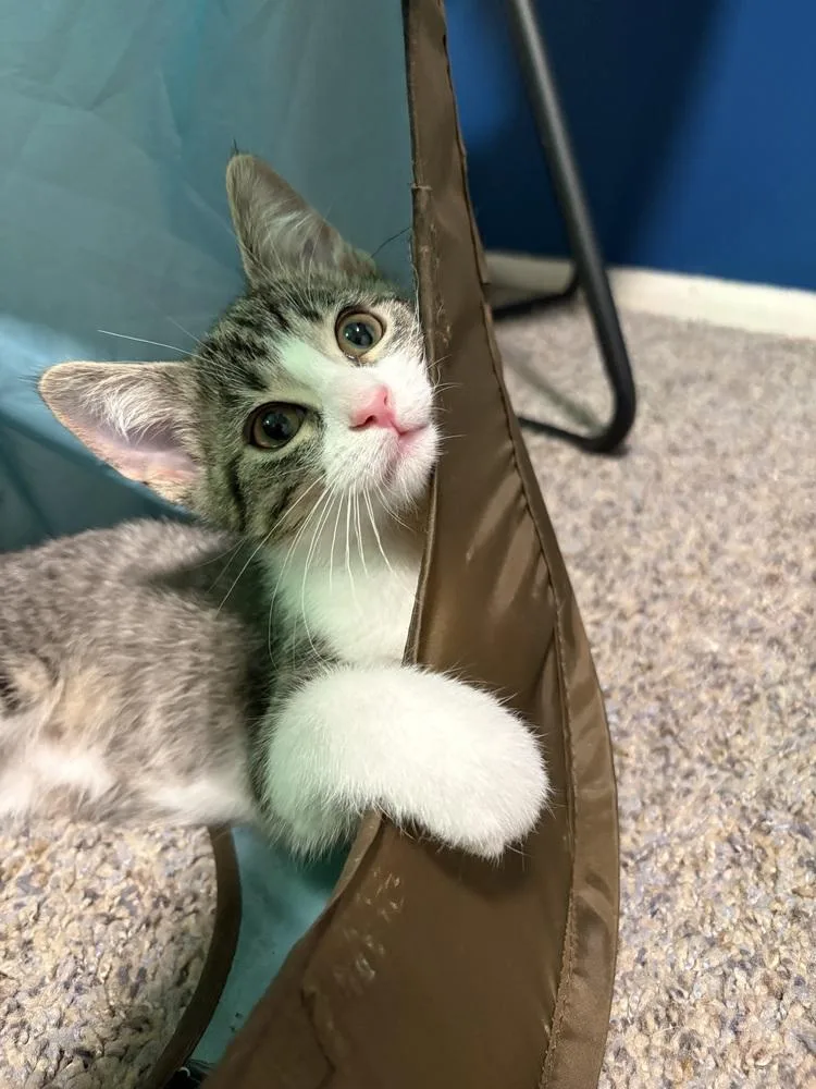 Chickpea thumbnail 3