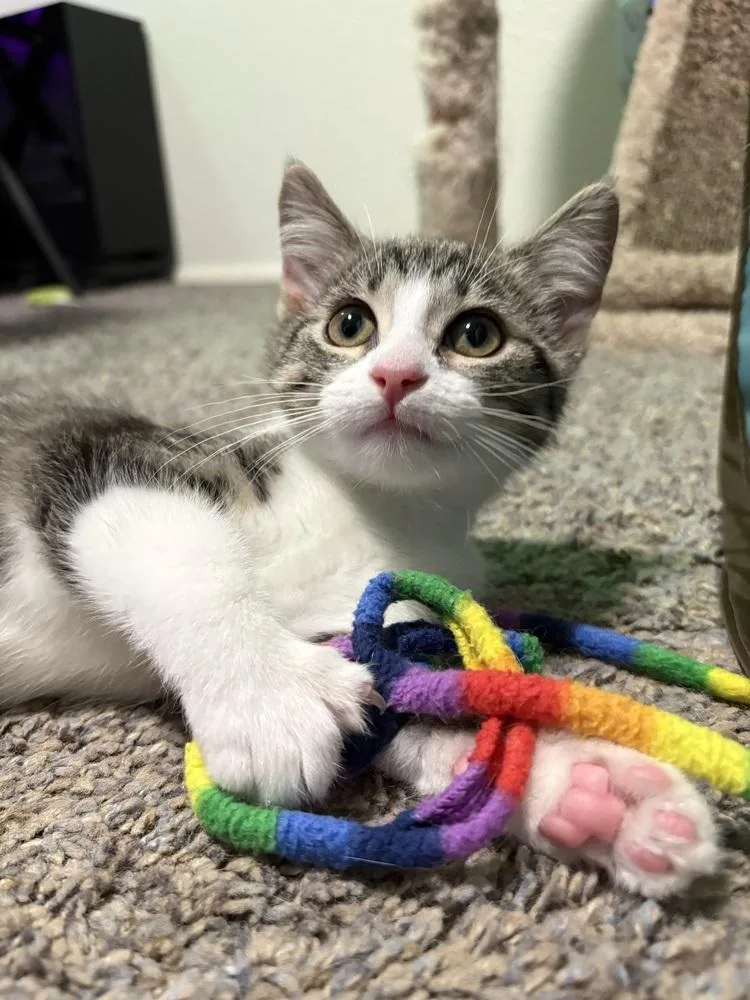Chickpea thumbnail 5