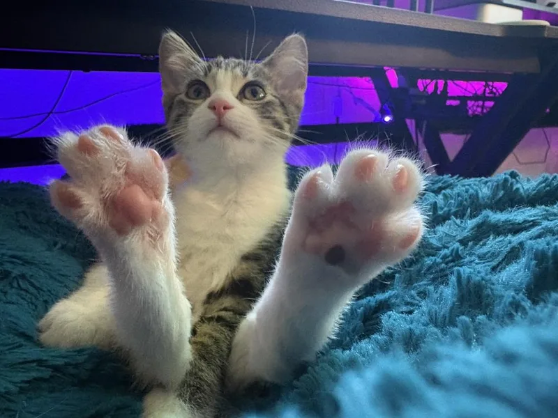 Chickpea thumbnail 6