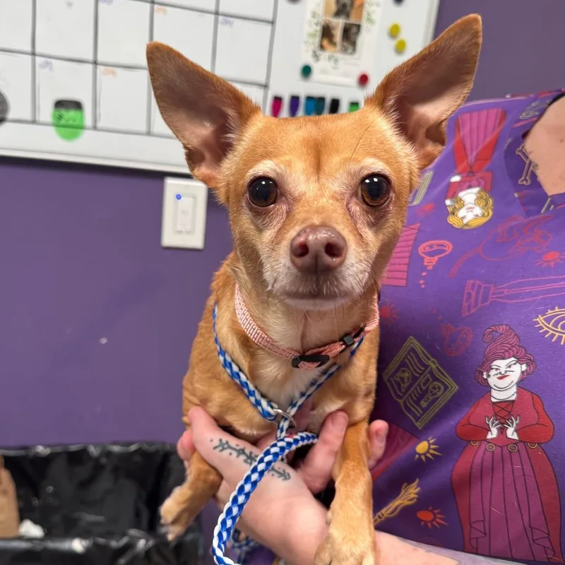 A senior small-sized female Yellow / Tan / Blond / Fawn Chihuahua dog named Irina for adoption in Englewood, FL