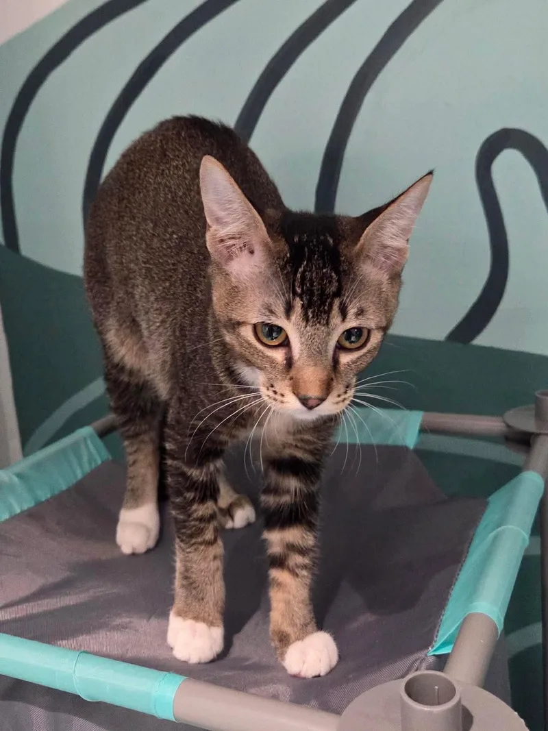 A young medium-sized female Domestic Short Hair cat named Star for adoption in Oakboro , NC