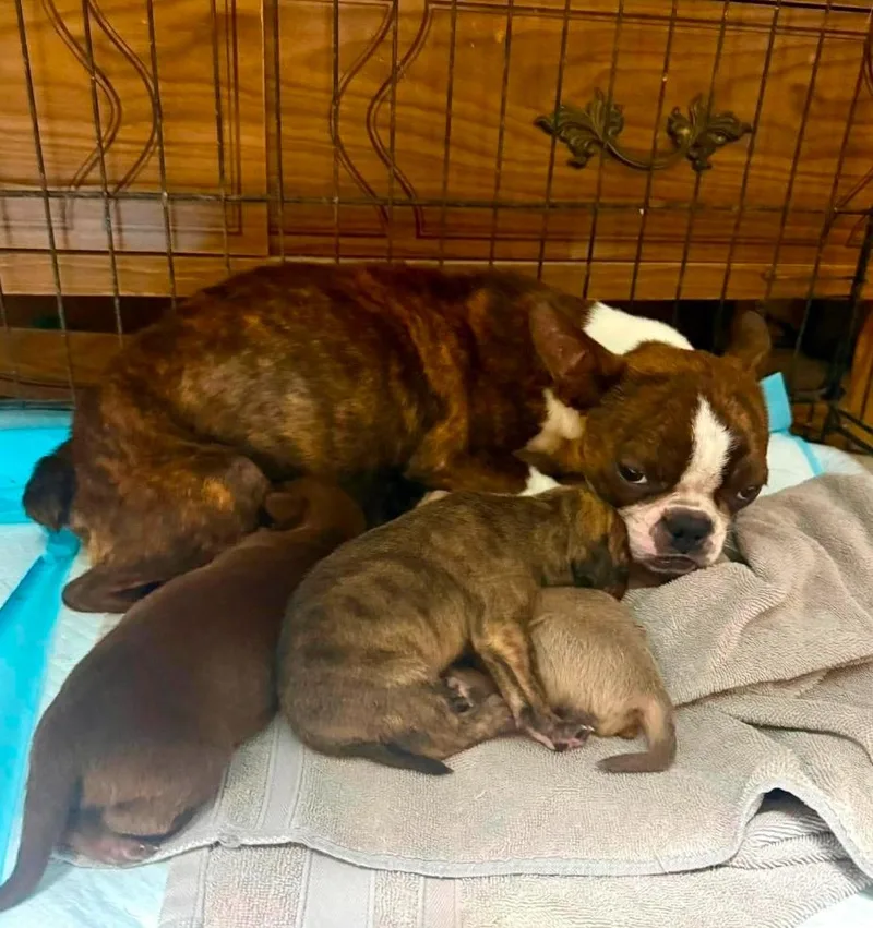 An adult small-sized female Boston Terrier dog named Lizzy for adoption in El Dorado, AR