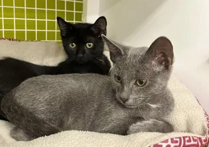 A baby small-sized male Black Domestic Short Hair cat named Another Great Movie Night! for adoption in Kansas City, MO