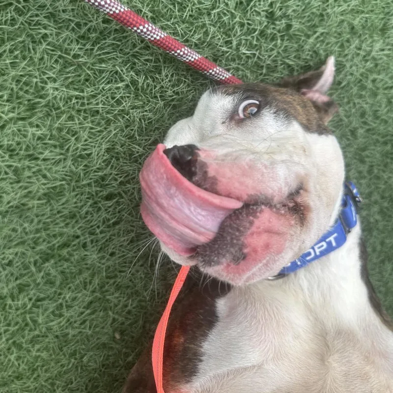 Roscoe thumbnail 2