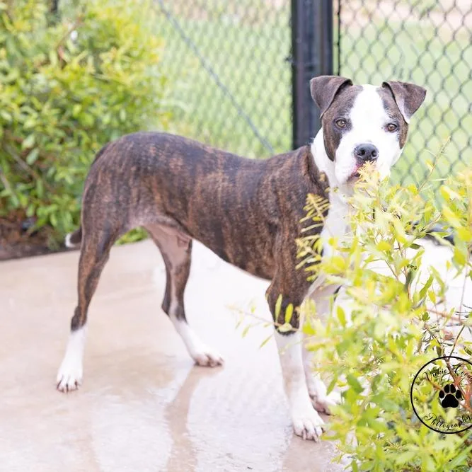 Roscoe thumbnail 3