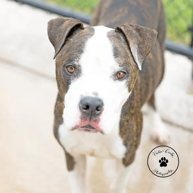Roscoe thumbnail 4
