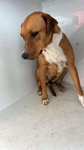 A young medium-sized female Labrador Retriever dog named Socks for adoption in Houston, TX